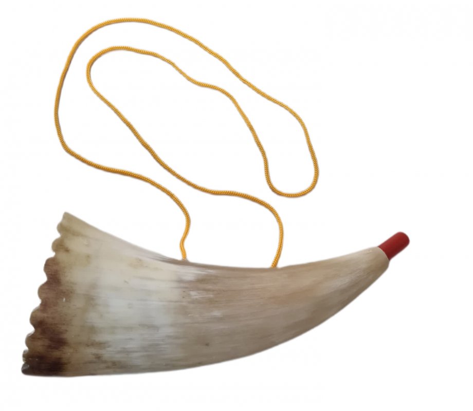Children's practice shofar — real sheep horn with plastic mouthpiece