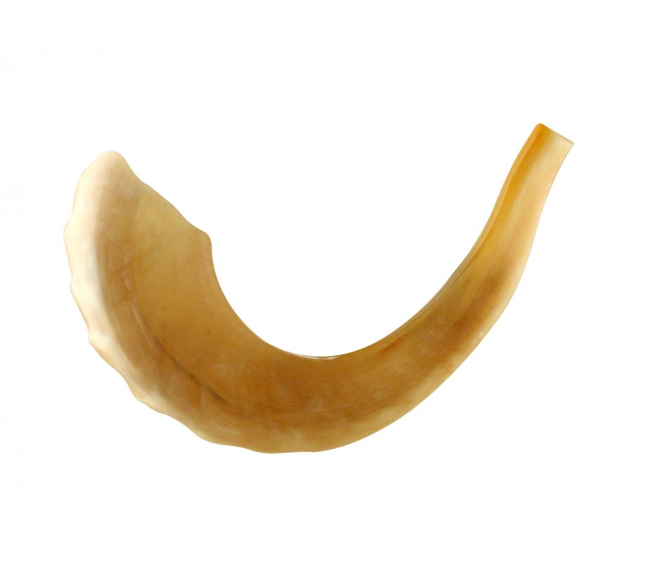 Large polished ram's horn kosher shofar, 15–20 inches, made in Israel