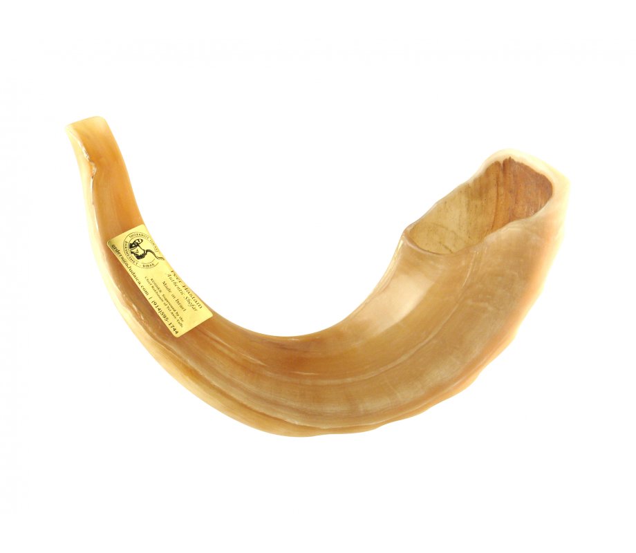 Large polished ram's horn shofar — additional view