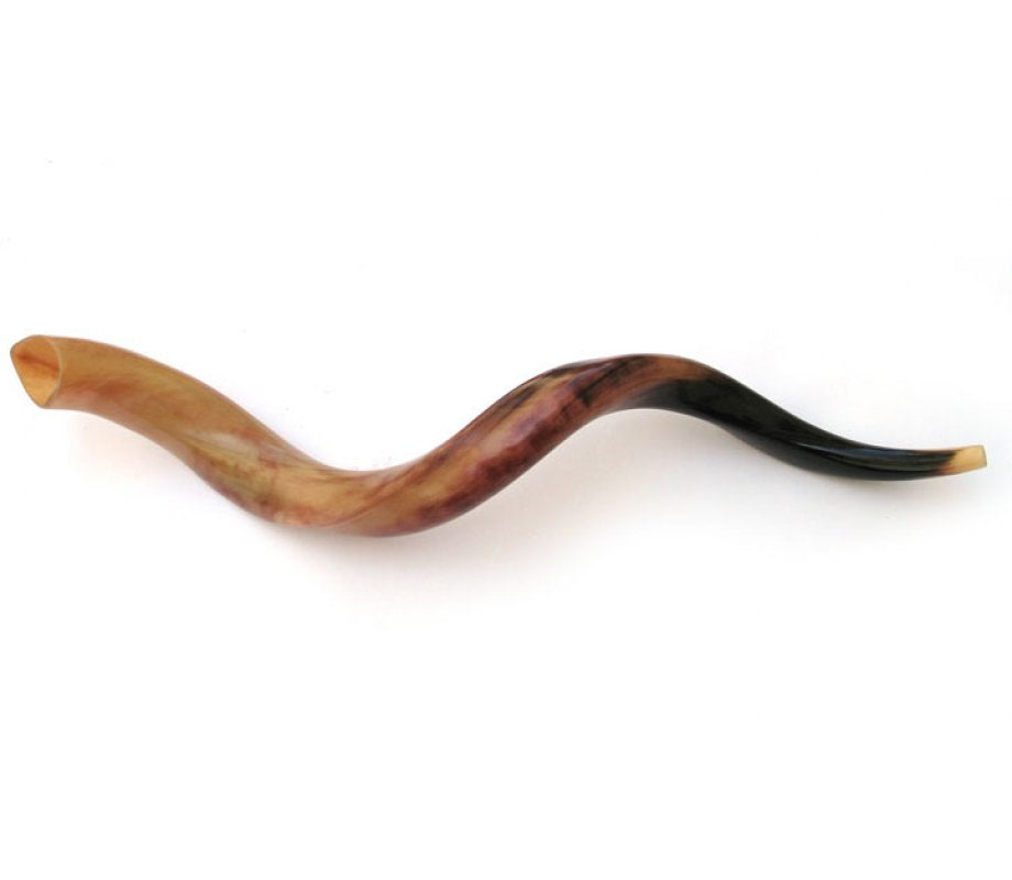 Large Yemenite kudu shofar, 34–39 inches, polished, kosher for blowing