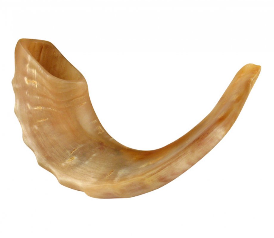 Medium polished ram's horn shofar, 13–14 inches, kosher for blowing