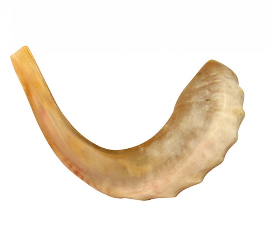 Medium polished ram's horn shofar — additional view
