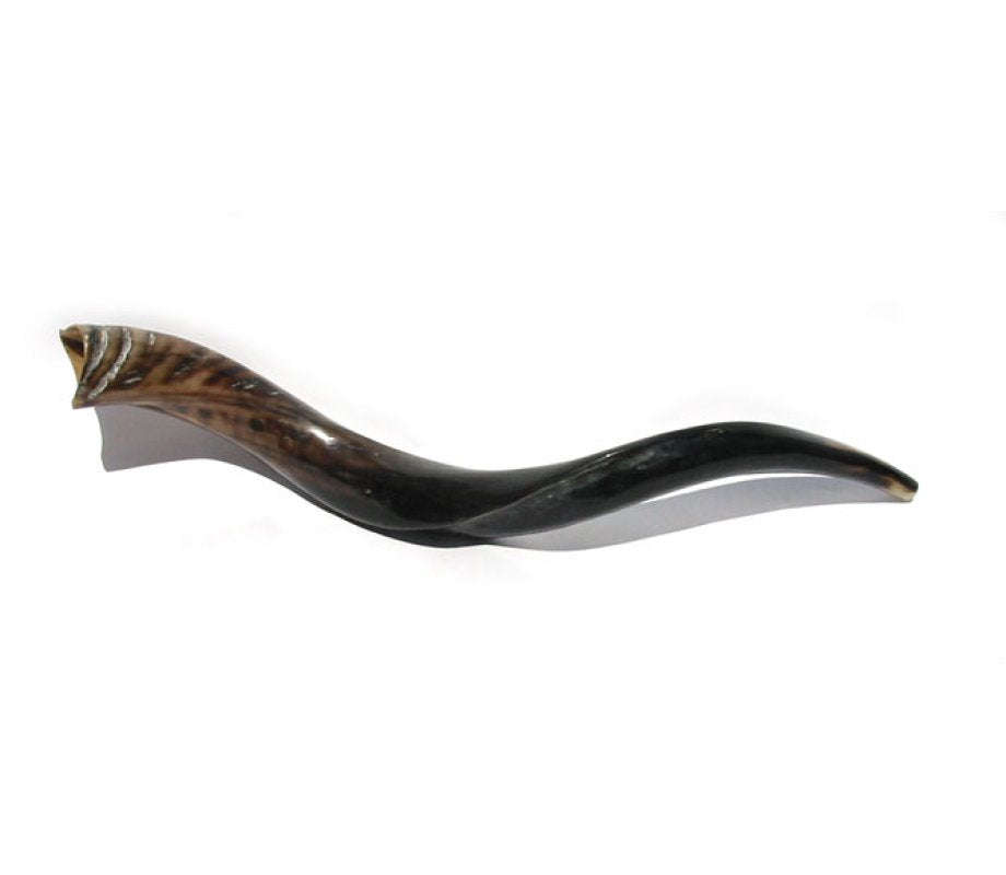 Medium Yemenite kudu shofar, polished, kosher for blowing