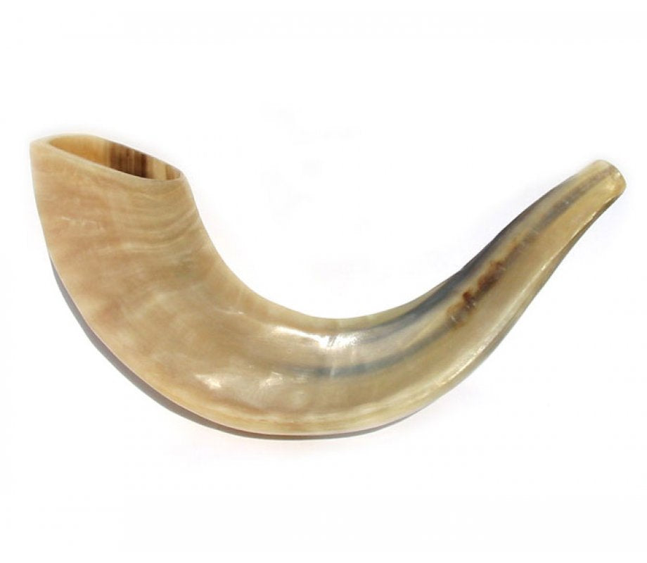 Small polished ram's horn shofar, kosher for blowing, made in Israel