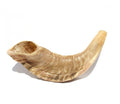 Small natural-finish ram's horn shofar, kosher for blowing