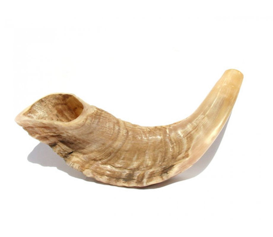 Small natural-finish ram's horn shofar, kosher for blowing